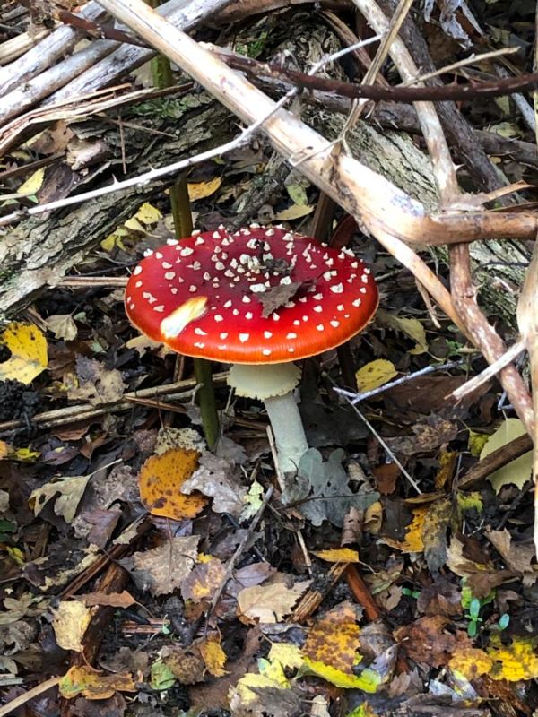 Fly Agaric toadstool
